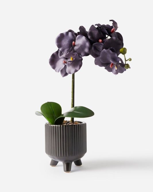 Black Orchid Decoration Planter - William George